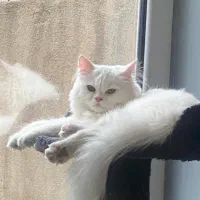 گربه پرشین جفت یابی