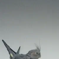 عروس هلندی گم شد