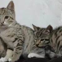 واگزاری دو عدد گربه دی اس اچ