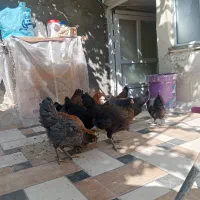 مرغ تخمگذار
