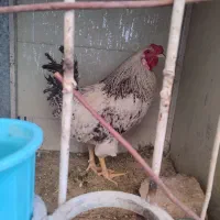 خروس جوان