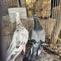 سار|پرنده|کرمان, |دیوار