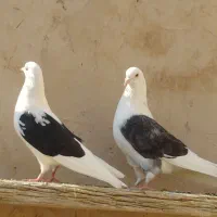 کفتر پرشی زیبا