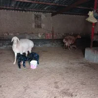 میش چینی میش افشاری همو دوقلوزا بز سانن بره