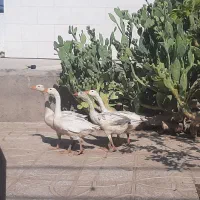 فروش ۴عدد غاز