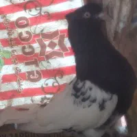 کبوتر