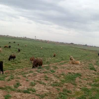سگ سرابی دوسال