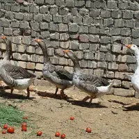 ۵عدد غاز سالم ،جنس دار،تخم جوجه ای ،و گوشتی