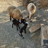 نیازمند چوپان
