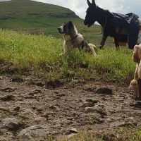 سگ گله ای