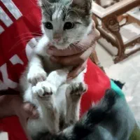 گربه خونگی