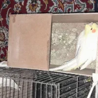 جفت عروس هلندی