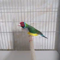 فنچ گلدین فنچ بنگالی پرستار