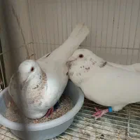 کفتر کبوتر