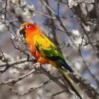 طوطی خورشیدی