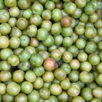 گوجه سبز لواشکی