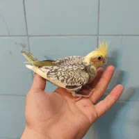 عروس هلندی
