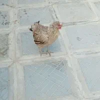 فروش مرغ