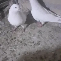 کفتر جوجه کشی عالی عالی قیمت مف