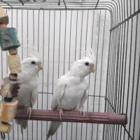 عروس هلندی