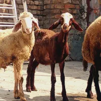 بره|حیوانات مزرعه|گرگان, |دیوار
