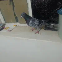 دشت عباس روستای عین صوله