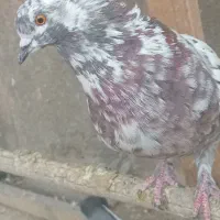 کفتر گمشده