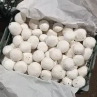 قارچ خوراکی