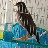 پرنده