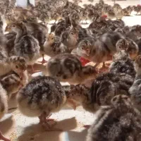 جوجه بوقلمون برنز