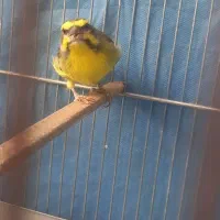 یاسمین و قناری نر ماده جفت سهره