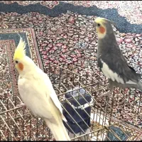 عروس هلندی