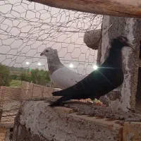 دورگ