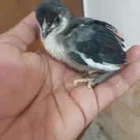 جوجه مرغ عربی اصیل