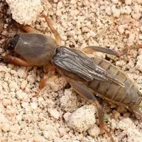 کاپیش