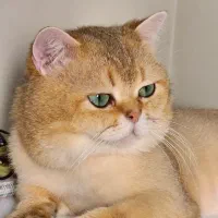 بریتیش گلد مو‌‌لد جفت‌گیر‌ی