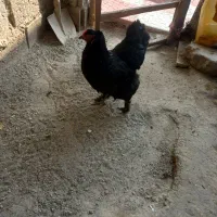 مرغ برهما|حیوانات مزرعه|مشگین شهر, |دیوار