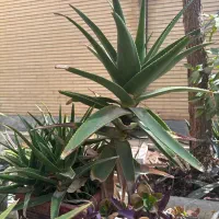 آلورا شاخ بزی