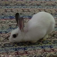 خرگوش سفید|موش و خرگوش|پردیس, فاز ۸|دیوار