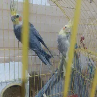 سلام یک جفت عروس هلندی مولد