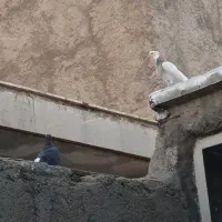 کبوتر