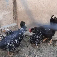 مرغ و خروس گلین