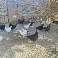 مرغ خروس سیاه سفید جهت قربانی