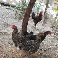 خروس