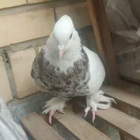 طوقی هفت رنگ قاب قاب