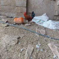 خروس