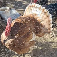 بوقلمون گوشتی