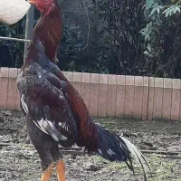 لاری|پرنده|رشت, عینک|دیوار