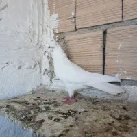 کفتر