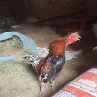 دو عدد خروس لاری